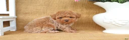Toy Poodle dogs for sale: Parker - Ad 8