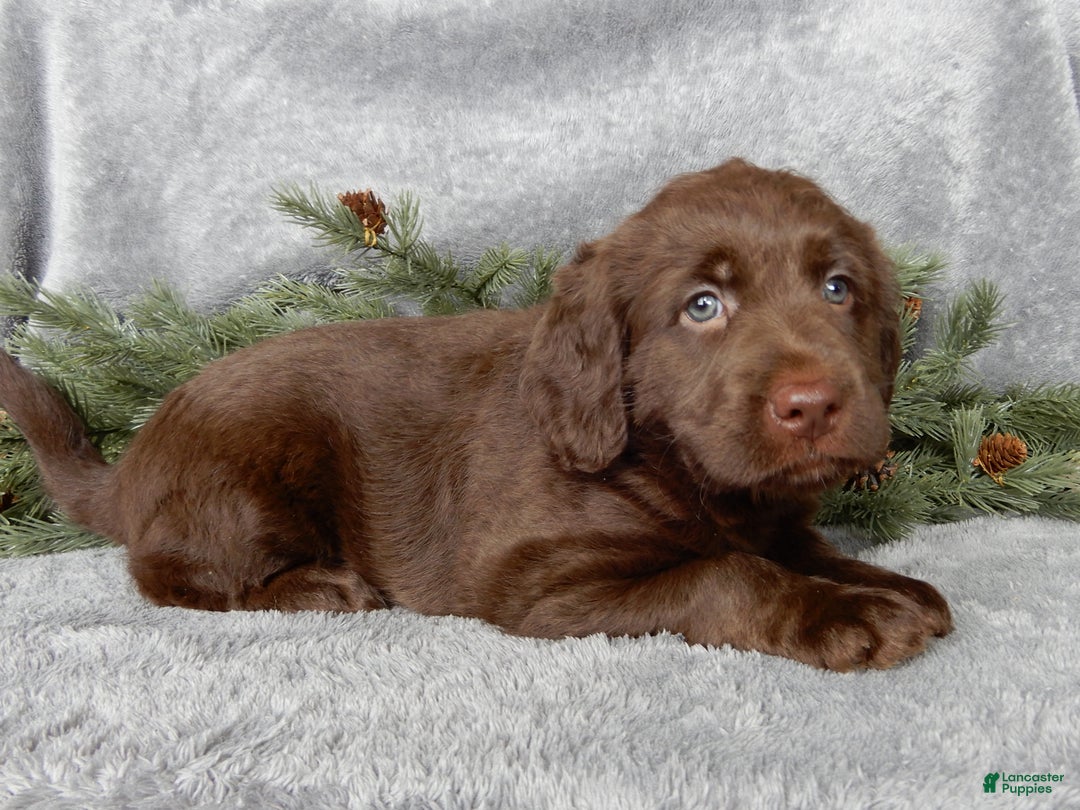 Labradoodle dogs for sale: Mrs. Claus  - Ad 2