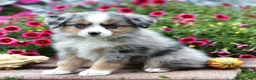 Miniature Australian Shepherd dogs for sale: Lee - Ad 3