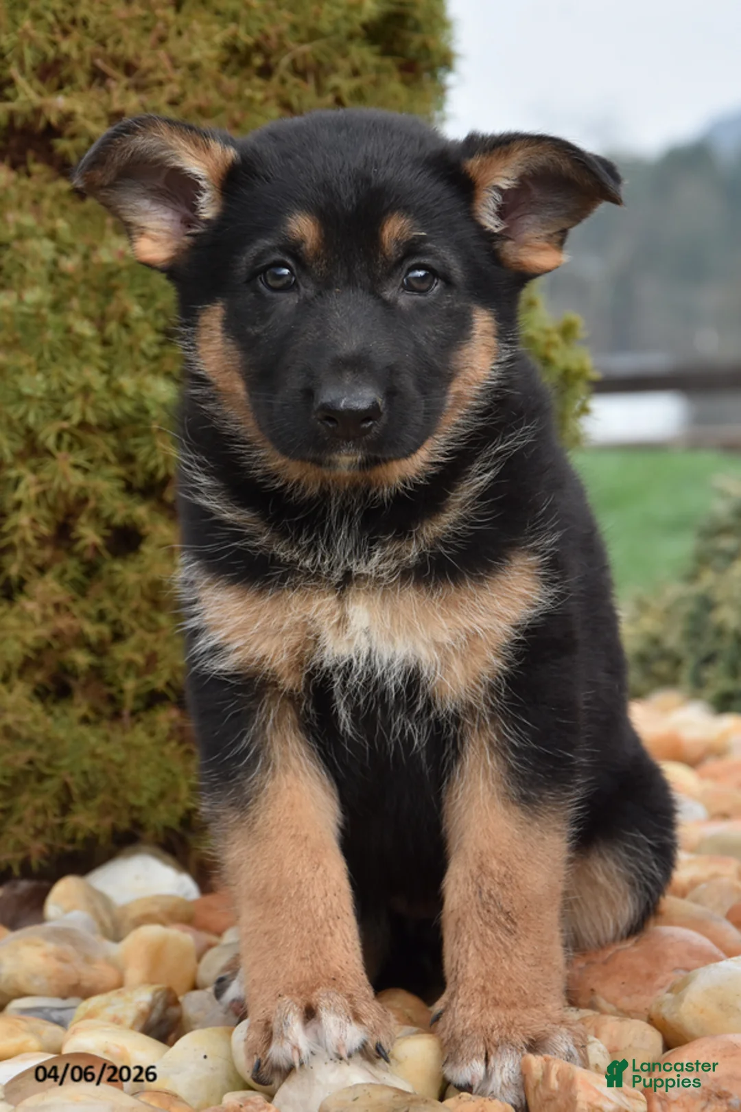 Mixed Breed dogs for sale: Millie - Ad 1