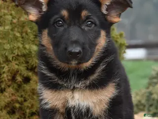 Mixed Breed dogs for sale: Millie - Ad 4