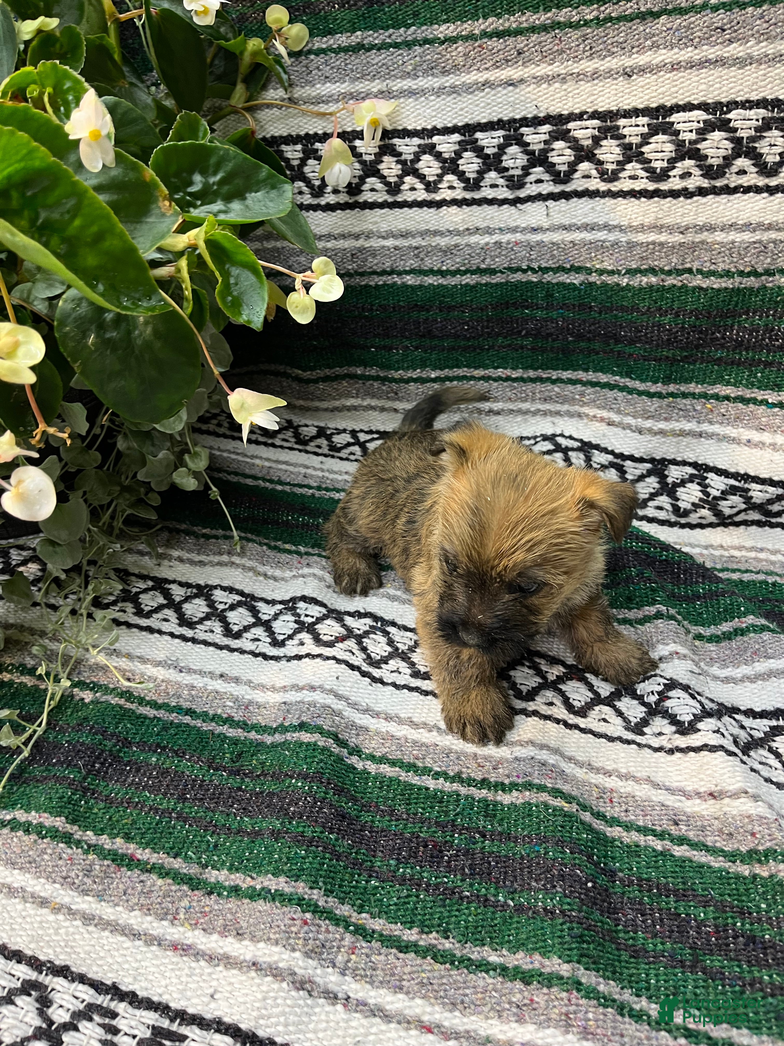 Cairn Terrier dogs Ruby - Ad 2