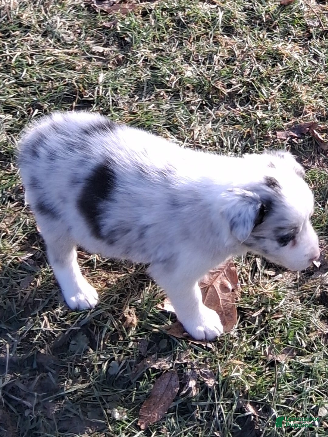 Border Collie dogs for sale: Rocky  - Ad 4