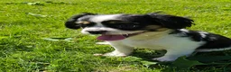 Mixed Breed dogs for sale: Shelby - Ad 5