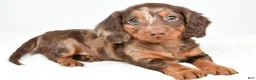 Dachshund dogs for sale: Teddy - Ad 8