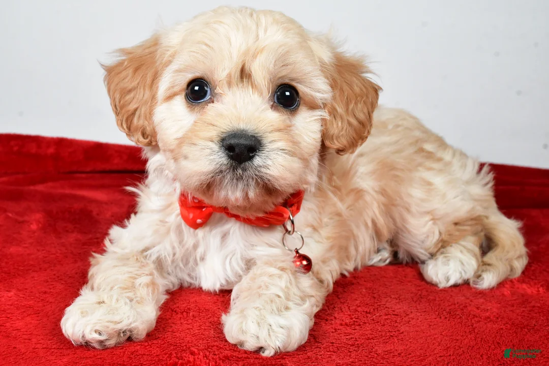 Cavachon dogs for sale: Gale - Ad 9