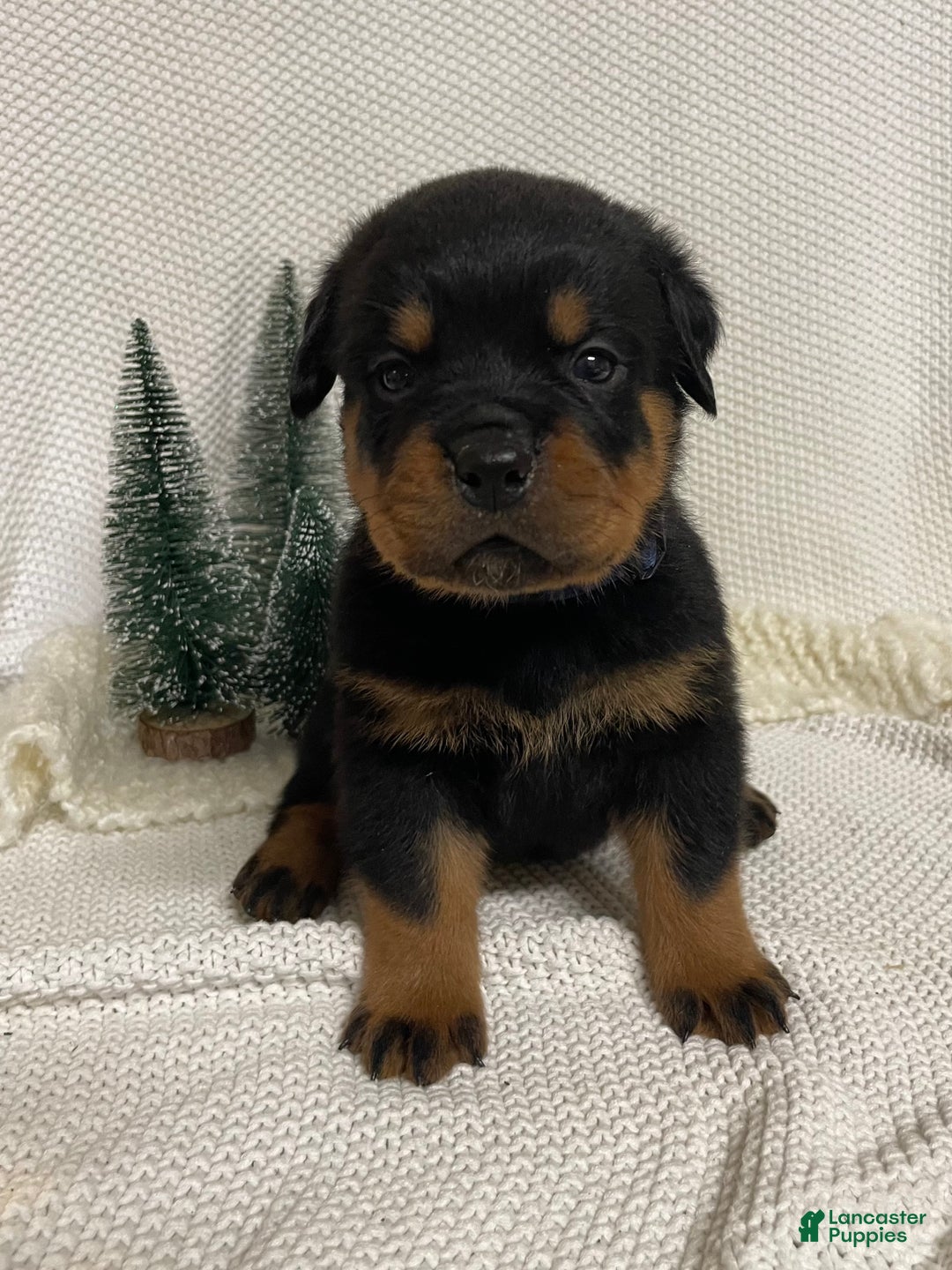 Rottweiler dogs for sale: Mr Blue  - Ad 1