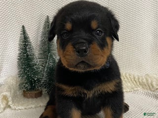 Rottweiler dogs Mr Blue - Ad 22
