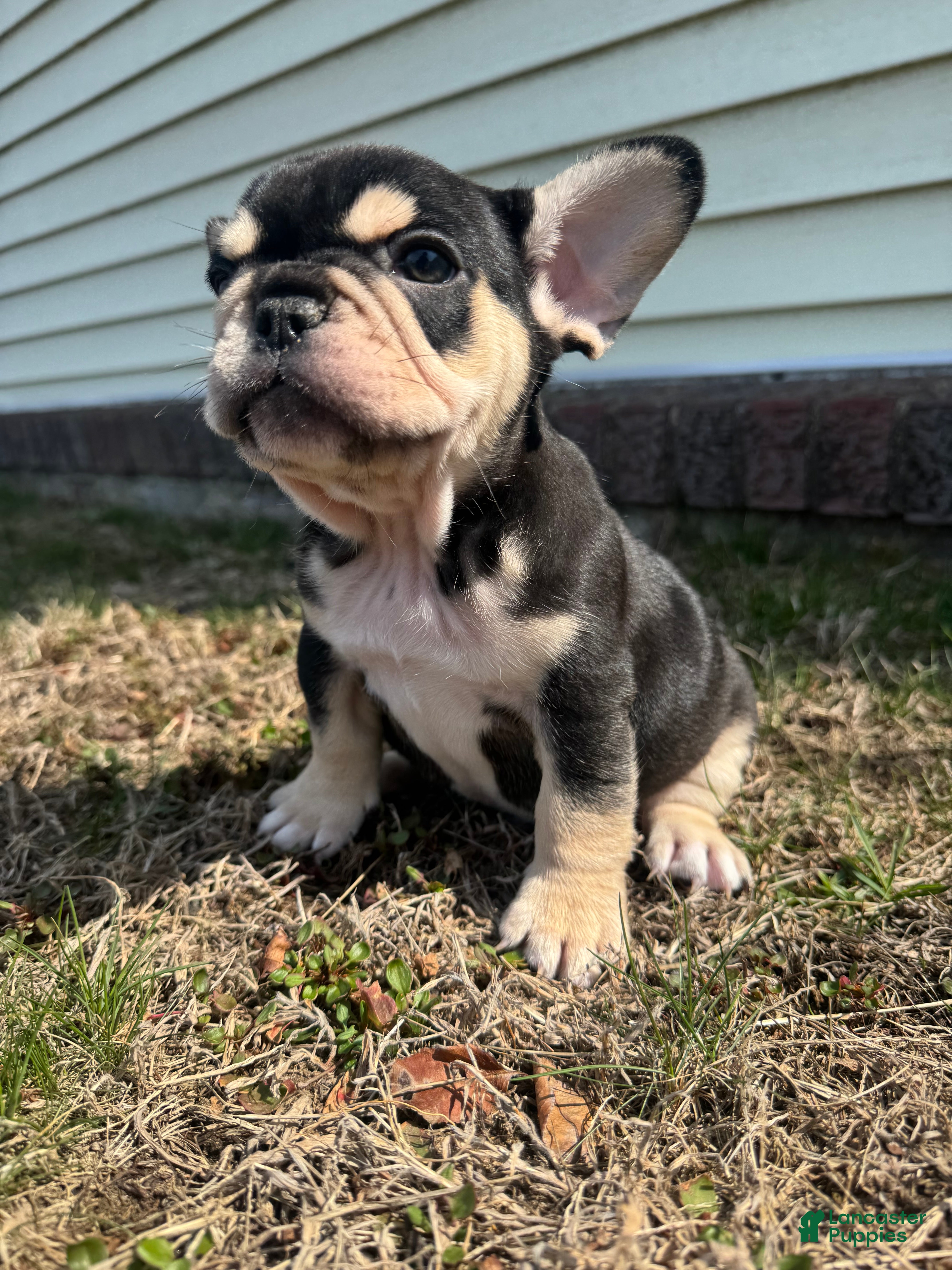 French Bulldog dogs Mike - Ad 1