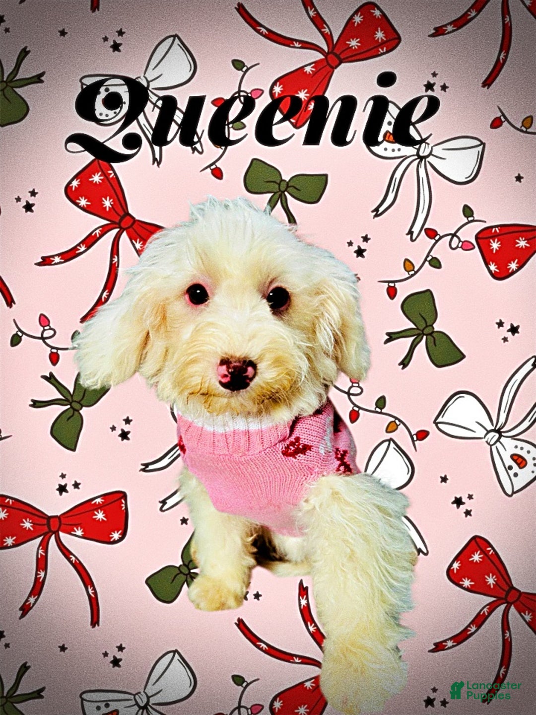 Havapoo dogs for sale: Queenie - Ad 1