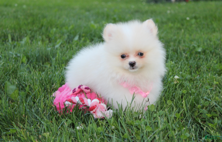 Pomeranian dogs Remi - Ad 2