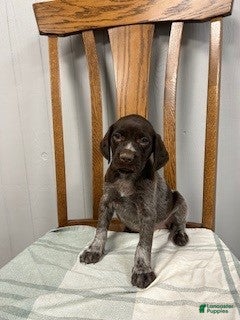 German Shorthaired Pointer dogs Harper - Ad 1