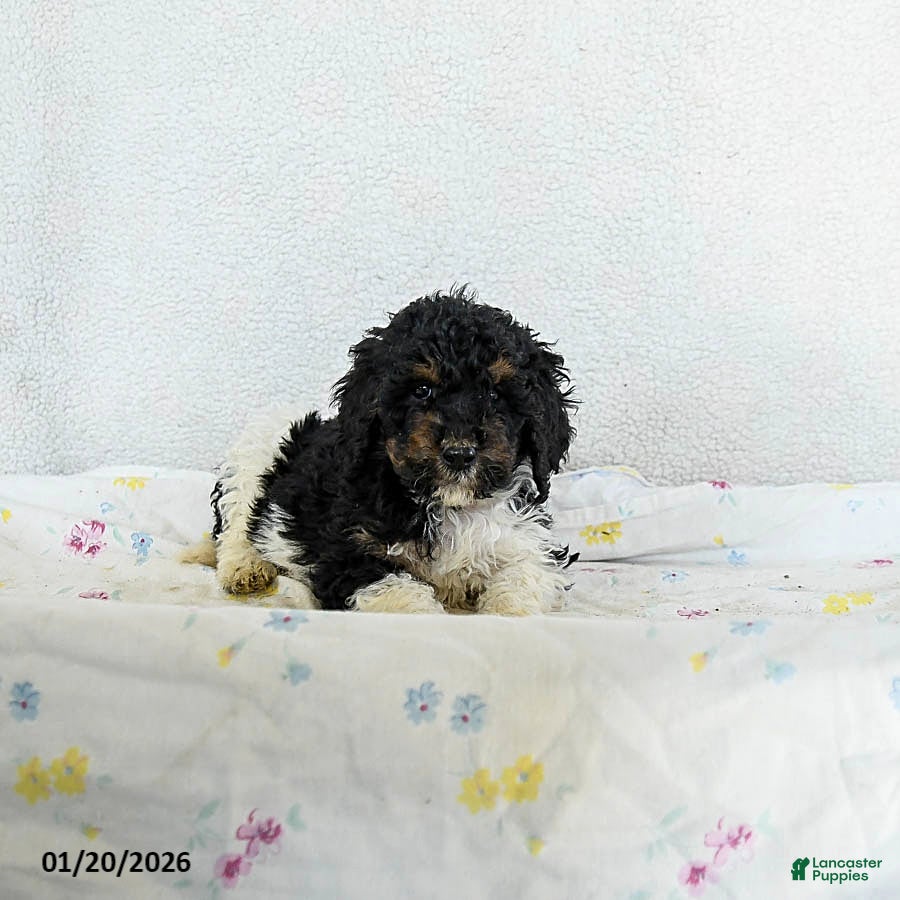 Standard Poodle dogs Mocha - Ad 2