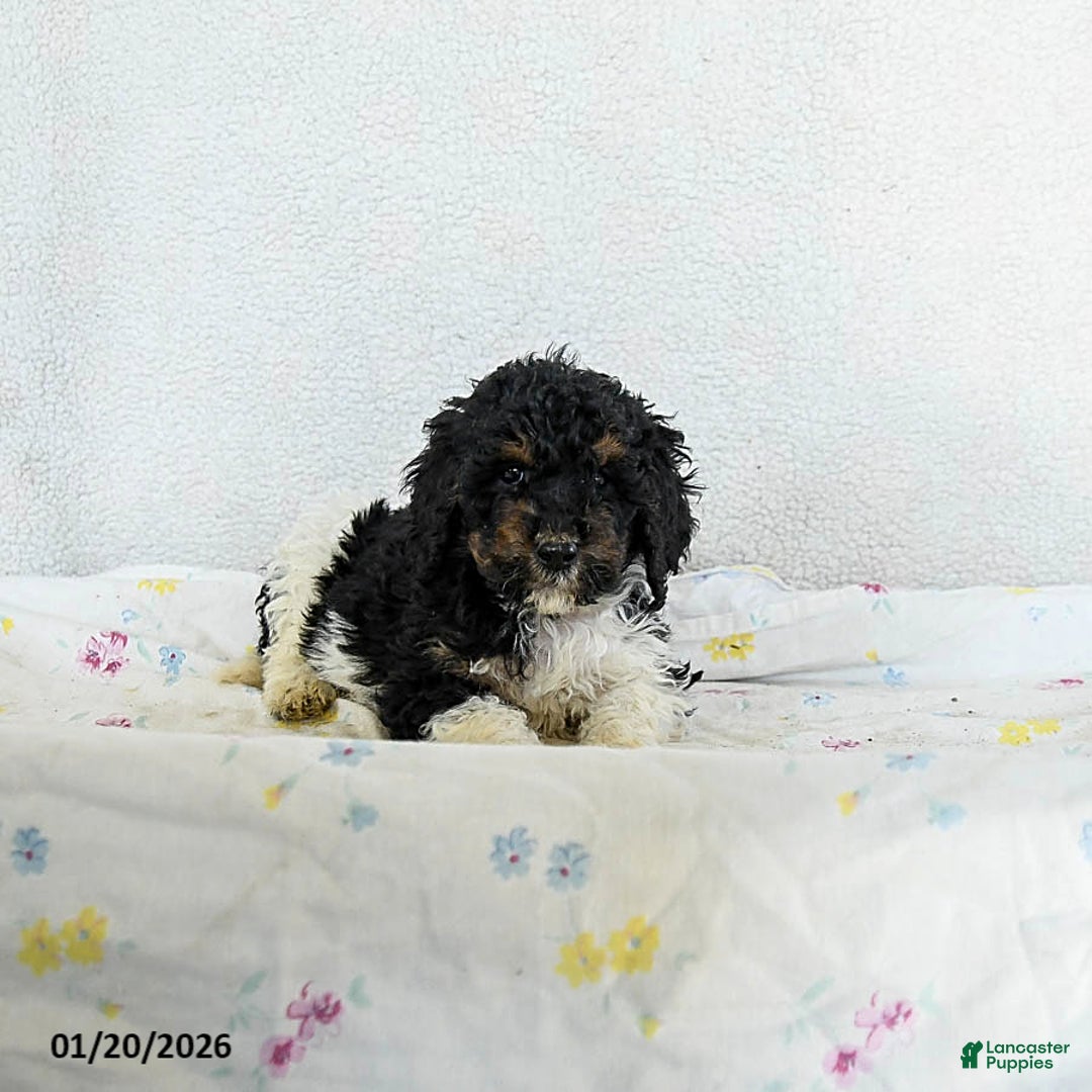 Standard Poodle dogs for sale: Mocha - Ad 2