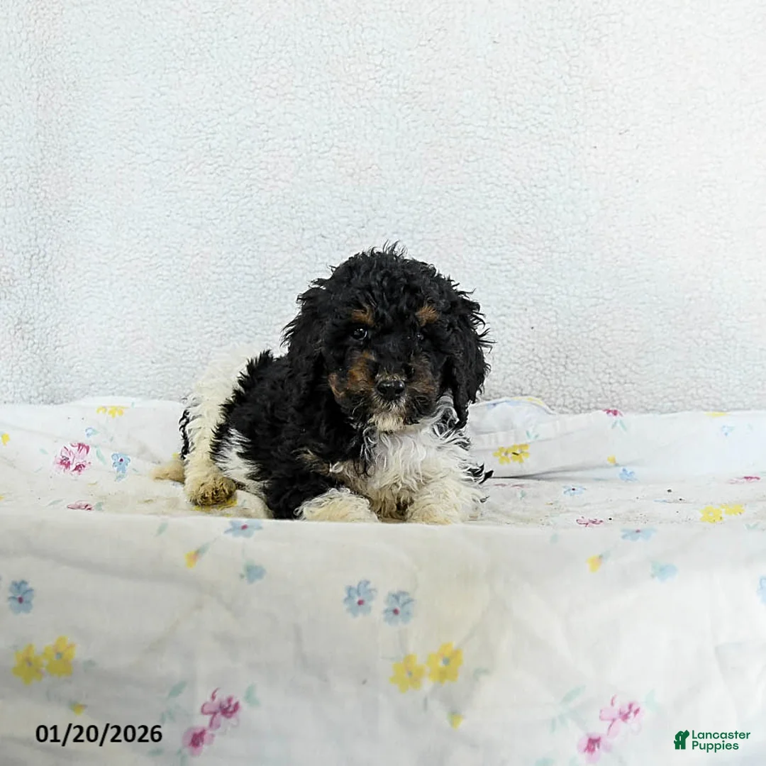 Standard Poodle dogs for sale: Mocha - Ad 2