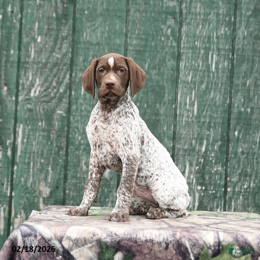 German Shorthaired Pointer dogs Halo - Ad 1
