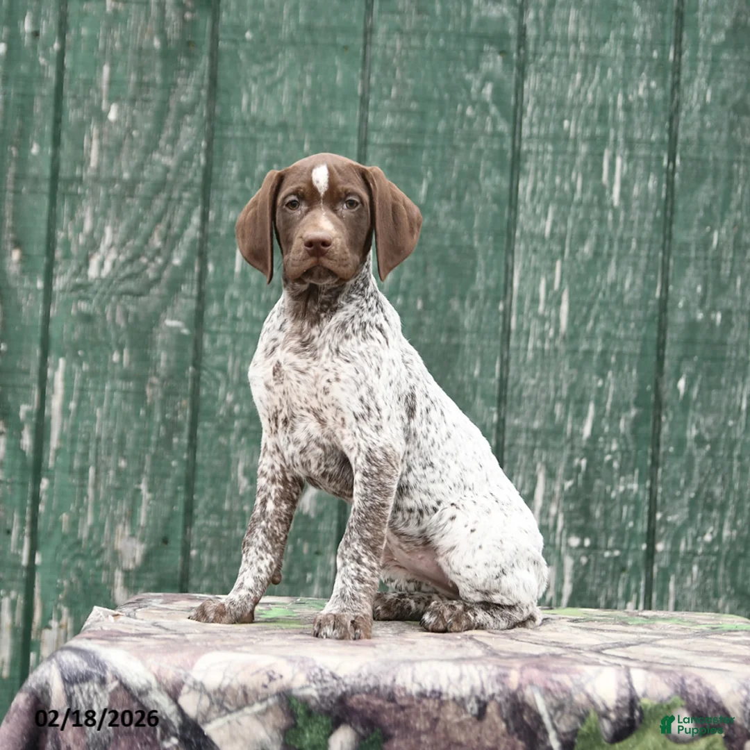 German Shorthaired Pointer dogs for sale: Halo - Ad 1