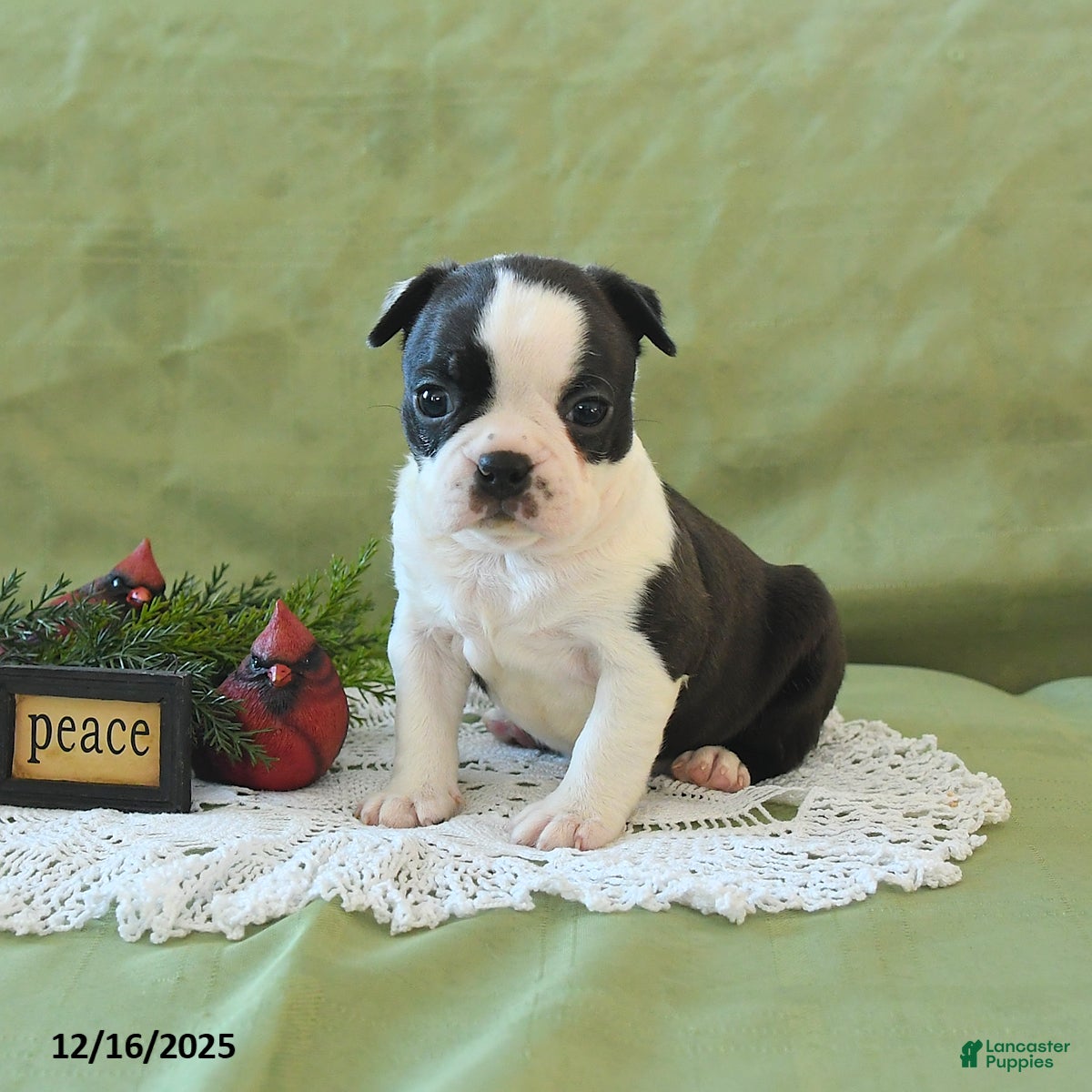 Boston Terrier dogs Dasher - Ad 6