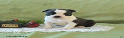 Boston Terrier dogs for sale: Dasher - Ad 11