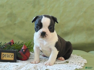 Boston Terrier dogs Dasher - Ad 10