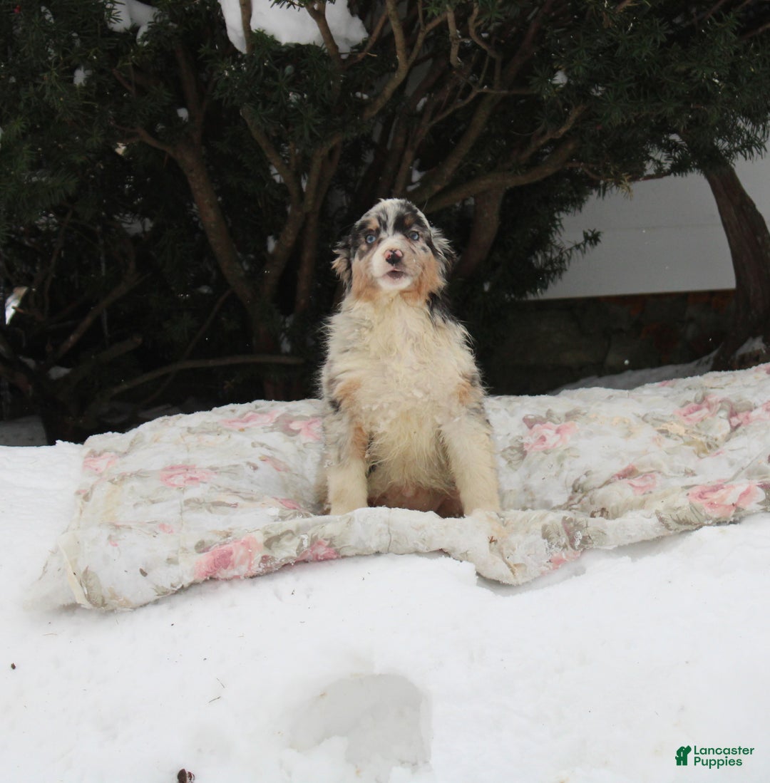 Australian Shepherd dogs for sale: Star - Ad 1