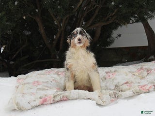 Australian Shepherd dogs Star - Ad 22