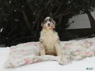 Australian Shepherd dogs Star - Ad 41