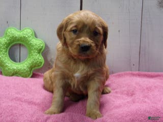 Golden Retriever dogs Patsy - Ad 33