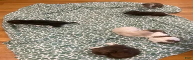 Shih Tzu Puppy 1