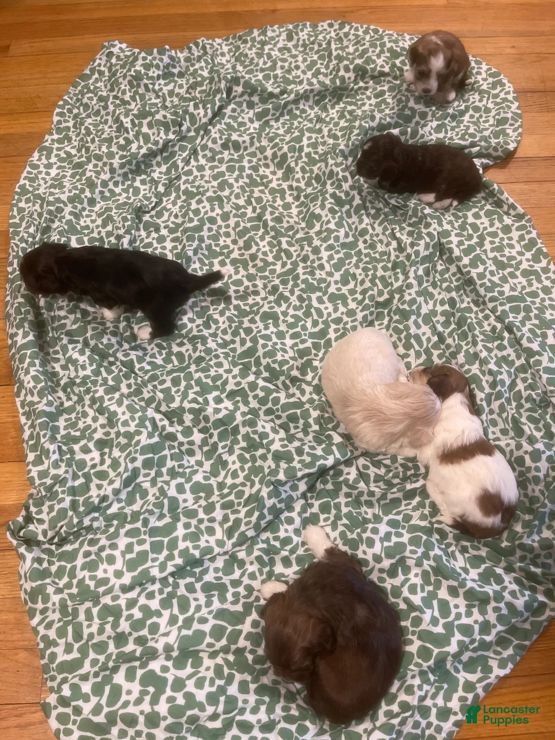 Shih Tzu dogs for sale: Shih Tzu Puppy 1 - Ad 2