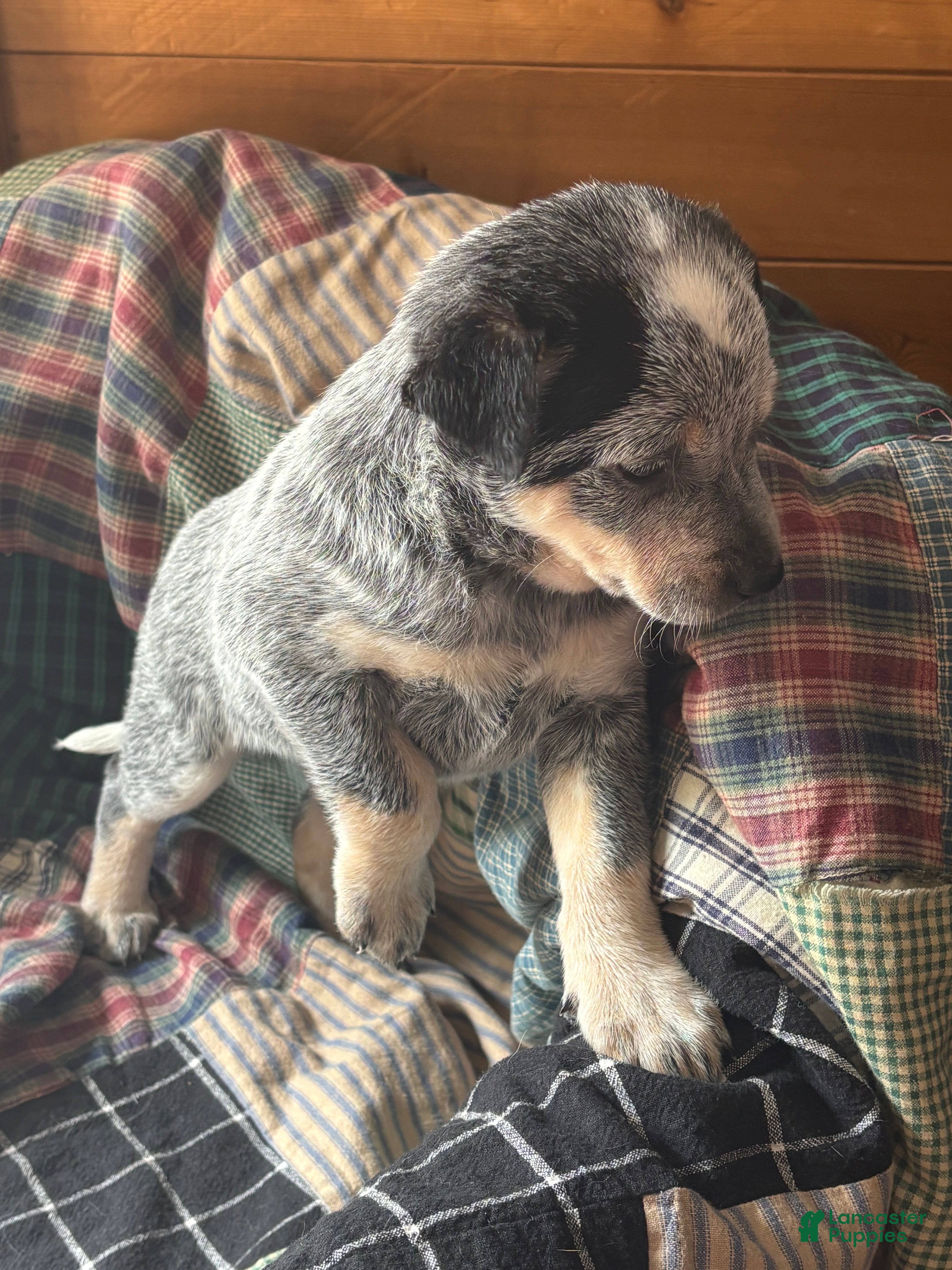 Australian Cattle Dog dogs Fancy - Ad 39
