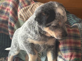 Australian Cattle Dog dogs Fancy - Ad 32