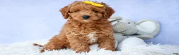 Cavapoo dogs for sale: TITUS - Ad 8