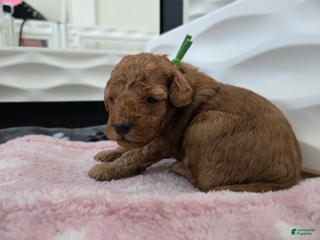 Miniature Poodle dogs for sale: Buzz - Ad 26