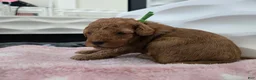 Miniature Poodle dogs for sale: Buzz - Ad 1