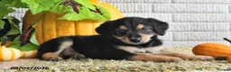Mixed Breed dogs for sale: Lilly - Ad 5