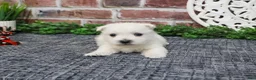 West Highland Terrier dogs for sale: Oliver  - Ad 1