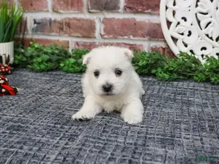 West Highland Terrier dogs Oliver - Ad 26
