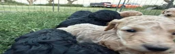 Standard Poodle dogs for sale: Standard Poodle 5 - Ad 19