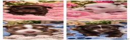 Chihuahua dogs for sale: Magic  - Ad 9