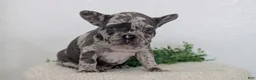 French Bulldog dogs for sale: Nadia  - Ad 7
