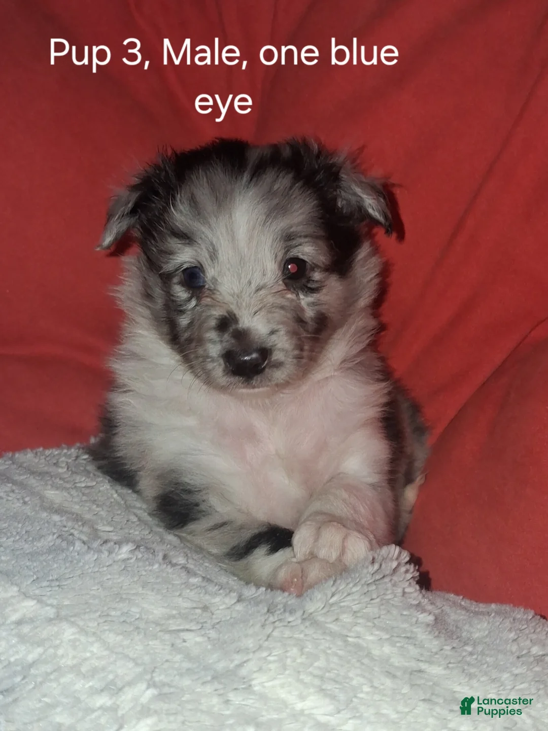 Shetland Sheepdog dogs for sale: Cassius - Ad 18