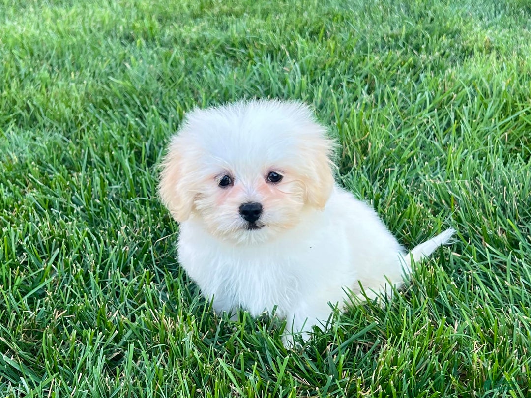 Lhasa Apso dogs for sale: Princess - Ad 12