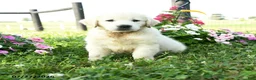 Golden Retriever dogs for sale: Sterling - Ad 3