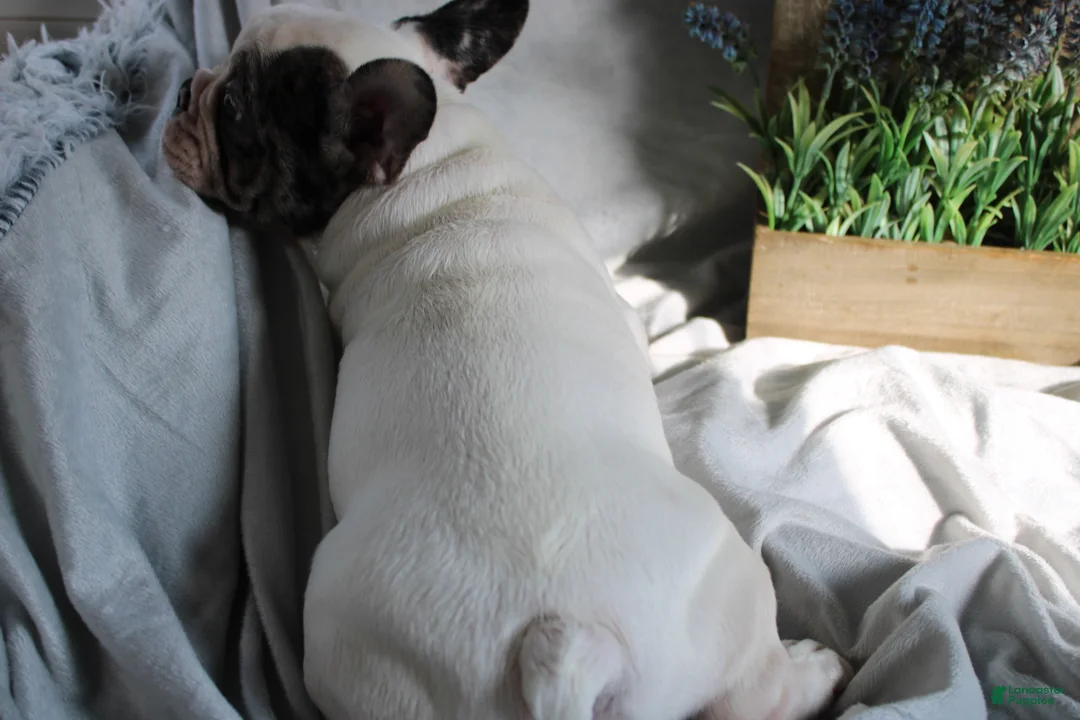 French Bulldog dogs for sale: French Bulldog Puppy 2 - Ad 6