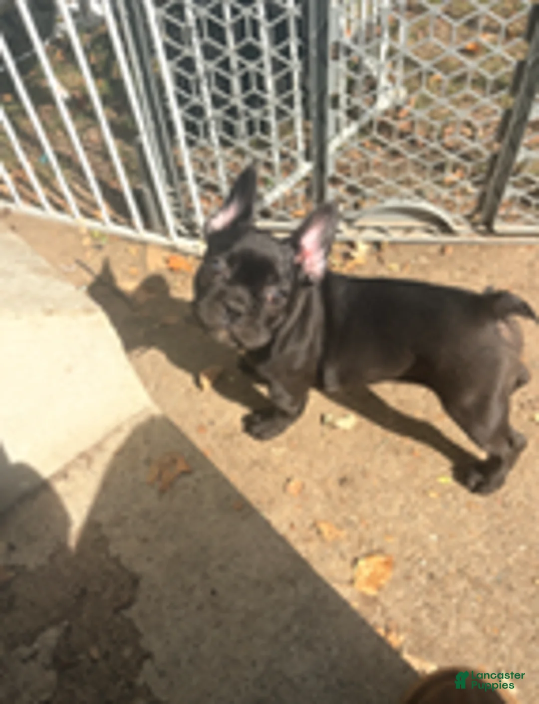 French Bulldog dogs for sale: Navy - Ad 2