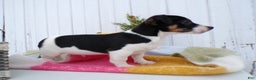 Jack Russell Terrier dogs for sale: Jack Russell Terrier Puppy 1 Juniper - Ad 2
