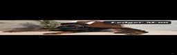 Doberman Pinscher dogs for sale: CANYON - Ad 15