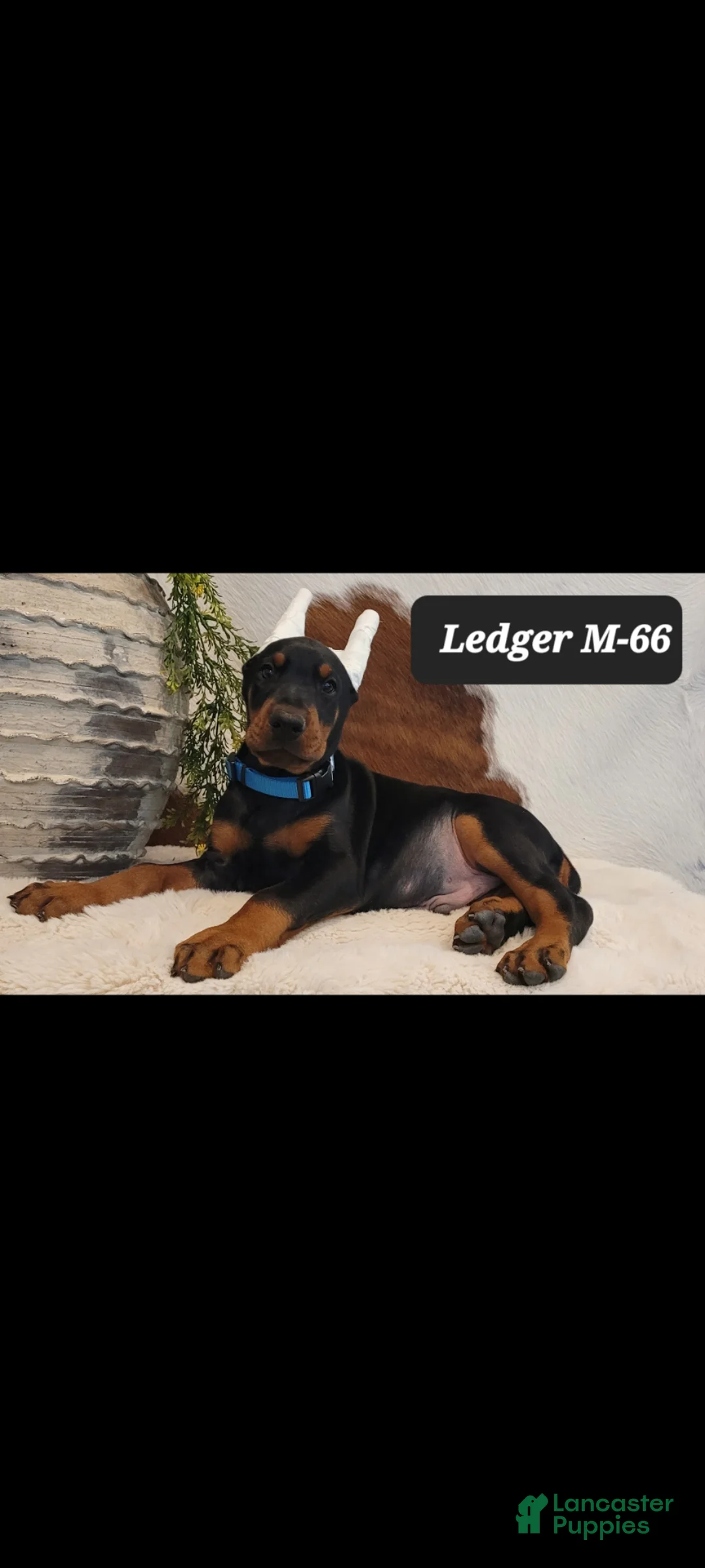 Doberman Pinscher dogs for sale: CANYON - Ad 15