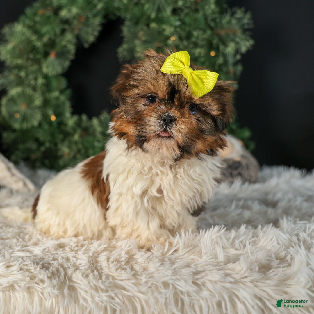 Shih Tzu dogs for sale: RHODA - Ad 7